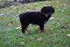 AKC Registered Rottweiler Puppy For Sale Fredericksburg Ohio Male Max