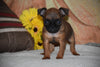 Brussels Griffon Puppy For Sale Female Bella Apple Creek, Ohio