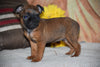 Brussels Griffon Puppy For Sale Female Bella Apple Creek, Ohio