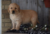 Akc Registered Golden Retriever Puppy For Sale Sugarcreek Ohio Male Toby