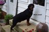 AKC Registered Rottweiler Puppy For Sale Fredericksburg Ohio Female Bell