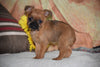 Brussels Griffon Puppy For Sale Female Bailey Apple Creek, Ohio