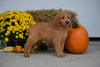 Goldendoodle For Sale Female Stacey Holmesville, Ohio