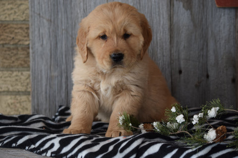 Akc Registered Golden Retriever Puppy For Sale Sugarcreek Ohio Male Victor