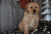 Akc Registered Golden Retriever Puppy For Sale Sugarcreek Ohio Male Victor
