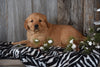 Akc Registered Golden Retriever Puppy For Sale Sugarcreek Ohio Female Sally