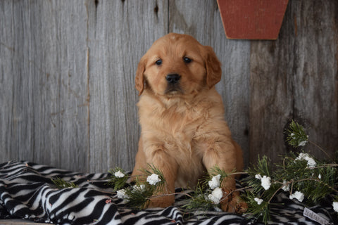 Akc Registered Golden Retriever Puppy For Sale Sugarcreek Ohio Female Sally