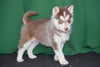 AKC Registered Siberian Husky Puppy For Sale Male Bingo Baltic, Ohio