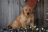 Akc Registered Golden Retriever Puppy For Sale Sugarcreek Ohio Female Letty