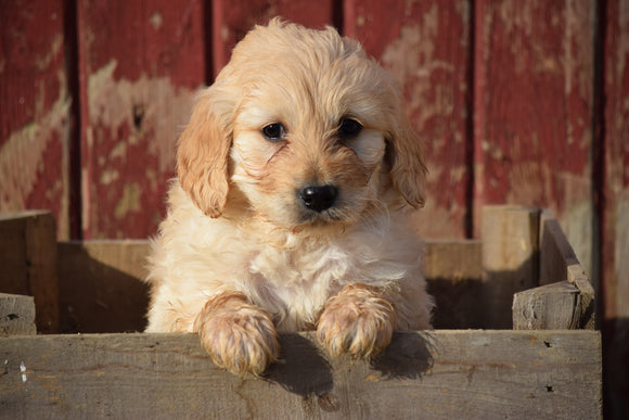 Goldendoodle Puppy For Sale Male Archie Apple Creek, Ohio