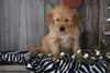 Akc Registered Golden Retriever Puppy For Sale Sugarcreek Ohio Female Bella