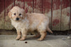 Goldendoodle Puppy For Sale Male Archie Apple Creek, Ohio