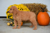 Goldendoodle For Sale Female Sophie Holmesville, Ohio