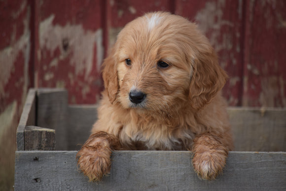Goldendoodle Puppy For Sale Male Arnold Apple Creek, Ohio
