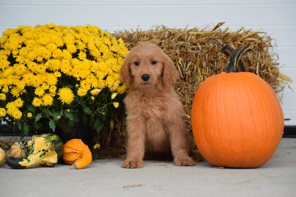 Goldendoodle For Sale Female Lilly Holmesville, Ohio