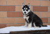 Akc Registered Siberian Husky Dundee Ohio Male Rambo