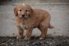 Goldendoodle Puppy For Sale Male Arnold Apple Creek, Ohio