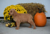 Goldendoodle For Sale Female Lilly Holmesville, Ohio