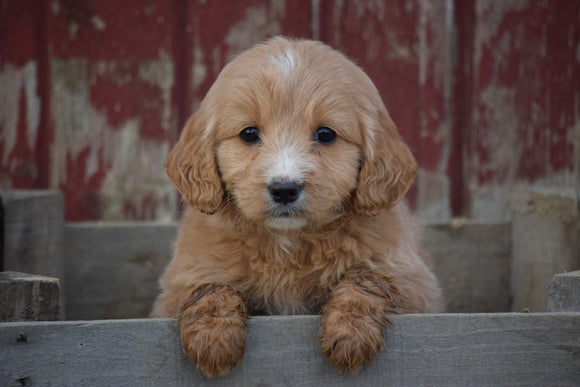 Goldendoodle Puppy For Sale Female Grace Apple Creek, Ohio