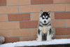 Akc Registered Siberian Husky Dundee Ohio Male Rosco