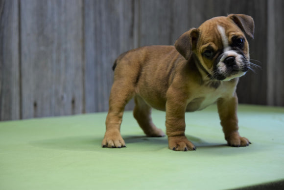 Beabull Puppy For Sale Fresno Ohio Female Sweetie