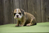 Beabull Puppy For Sale Fresno Ohio Female Dakota