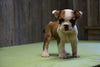 Beabull Puppy For Sale Fresno Ohio Female Tiny