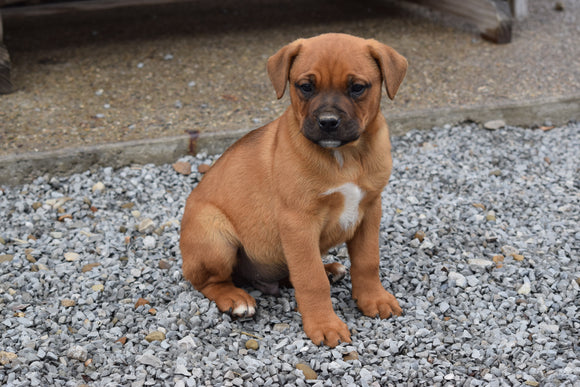 Boxweiler Puppy For Sale Male Brady Shreve, Ohio
