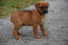 Boxweiler Puppy For Sale Male Brady Shreve, Ohio