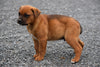 Boxweiler Puppy For Sale Male Brady Shreve, Ohio