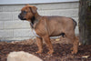 Boxweiler Puppy For Sale Male Baxter Shreve, Ohio