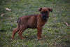 Boxweiler Puppy For Sale Male Baxter Shreve, Ohio