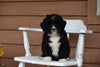 Miniature Bernedoodle Puppy For Sale Dundee Ohio Brandon Male