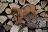 Boxweiler Puppy For Sale Female Bailey Shreve, Ohio