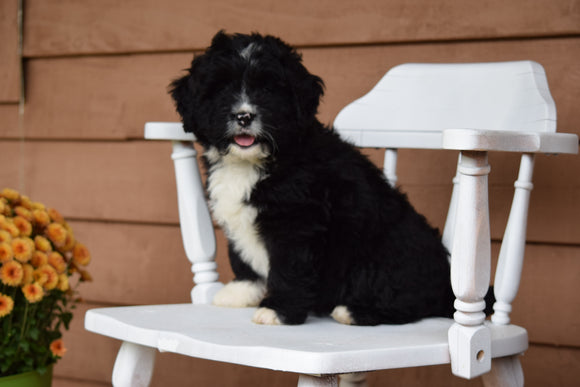 Miniature Bernedoodle Puppy For Sale Dundee Ohio Brandon Male