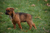 Boxweiler Puppy For Sale Female Bonnie Shreve, Ohio