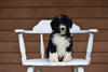 Miniature Bernedoodle Puppy For Sale Dundee Ohio Gina Female