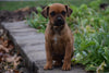 Boxweiler Puppy For Sale Female Betz Shreve, Ohio