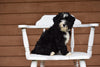 Miniature Bernedoodle Puppy For Sale Dundee Ohio Queenie Female