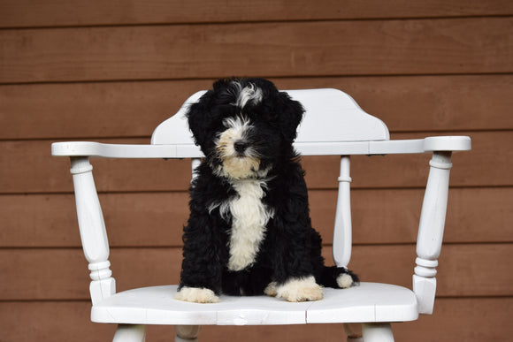 Miniature Bernedoodle Puppy For Sale Dundee Ohio Queenie Female