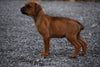 Boxweiler Puppy For Sale Female Betz Shreve, Ohio