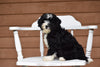 Miniature Bernedoodle Puppy For Sale Dundee Ohio Queenie Female