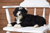 Miniature Bernedoodle Puppy For Sale Dundee Ohio Queenie Female