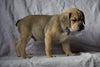 Beabull Puppy For Sale Male Alfred Millersburg, Ohio