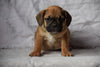 Beabull Puppy For Sale Female April Millersburg, Ohio