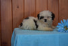 Shinese Male Puppy Brent For Sale Fredericksburg Ohio