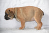 Beabull Puppy For Sale Female April Millersburg, Ohio