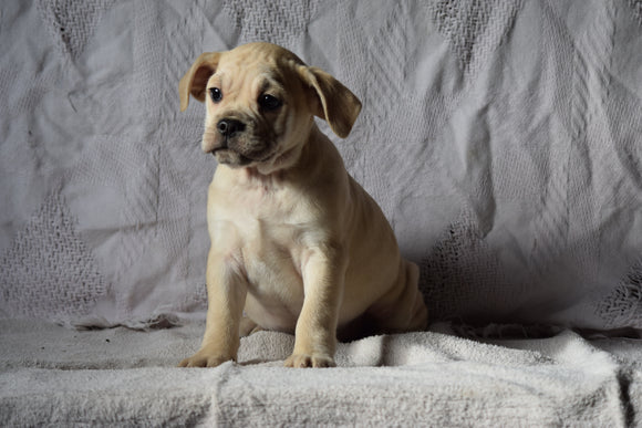Beabull Puppy For Sale Male Abel Millersburg, Ohio
