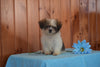 Shinese Female Puppy Gracie For Sale Fredericksburg, Ohio