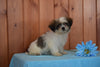 Shinese Female Puppy Gracie For Sale Fredericksburg, Ohio